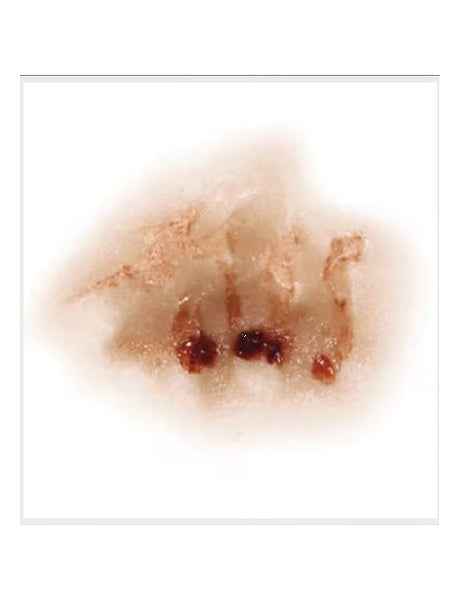 3D FX Transfer Zombie Nose
